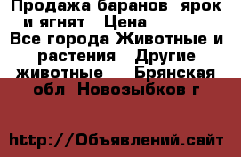 Продажа баранов, ярок и ягнят › Цена ­ 3 500 - Все города Животные и растения » Другие животные   . Брянская обл.,Новозыбков г.